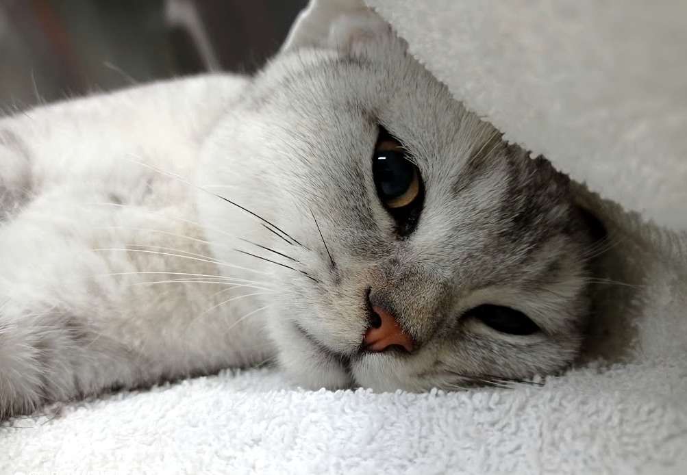 Gato em espaço de recobro individualizado da VallisVet