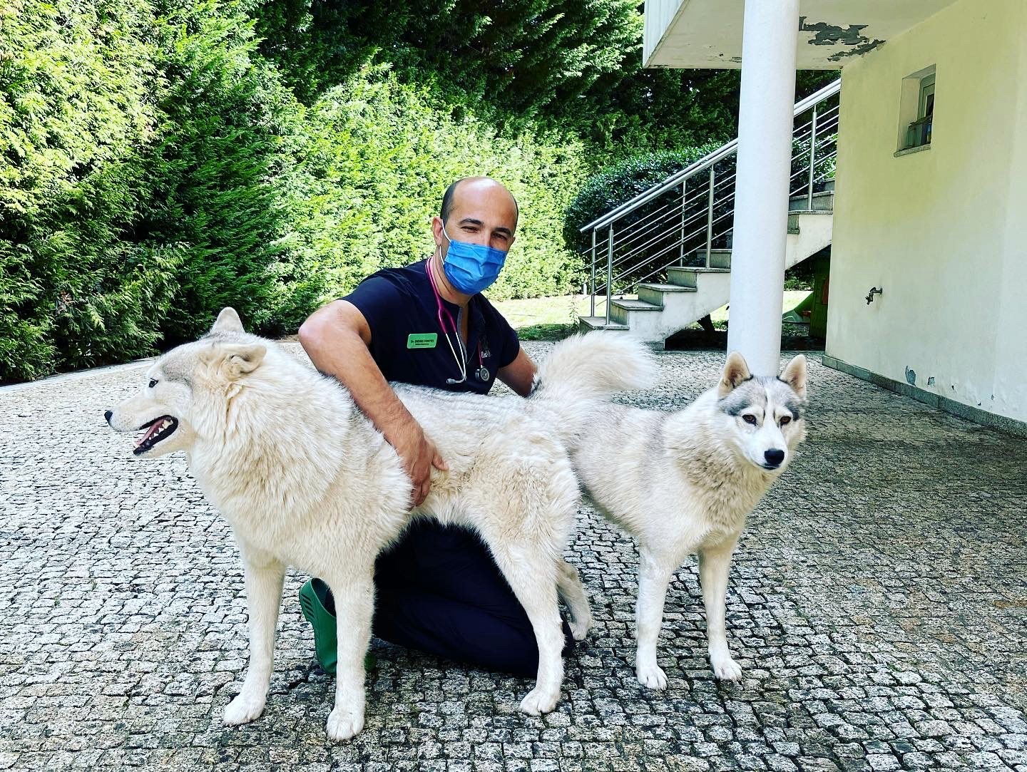 Consulta veterinária ao domicílio da VallisVet com cães